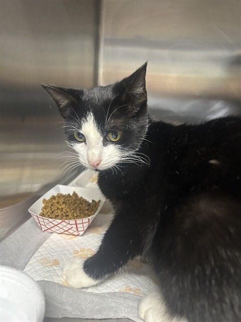 HSCCMaryland's tweet image. 🐾 New Arrivals!
Cats, kittens, dogs &amp;amp; small pets — all ready to meet their forever families 💛
Stop by HSCC &amp;amp; find your match!
🌐 hscarroll.org/adoption

#HSCC #AdoptDontShop #AdoptLocal