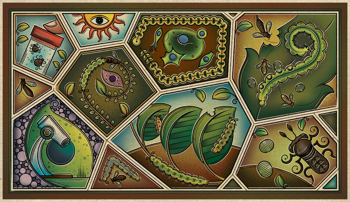 Sudarshanshaw93's tweet photo. Presenting a new #ResearchScience x #FolkIndica - an artwork translating elements & undertakings of meticulous researches in the field of plant microbiology, particularly trophic interactions between plants, caterpillars & wasps, into a simple, inviting Indian folk composition.🪰 https://t.co/UvbhKcaphD