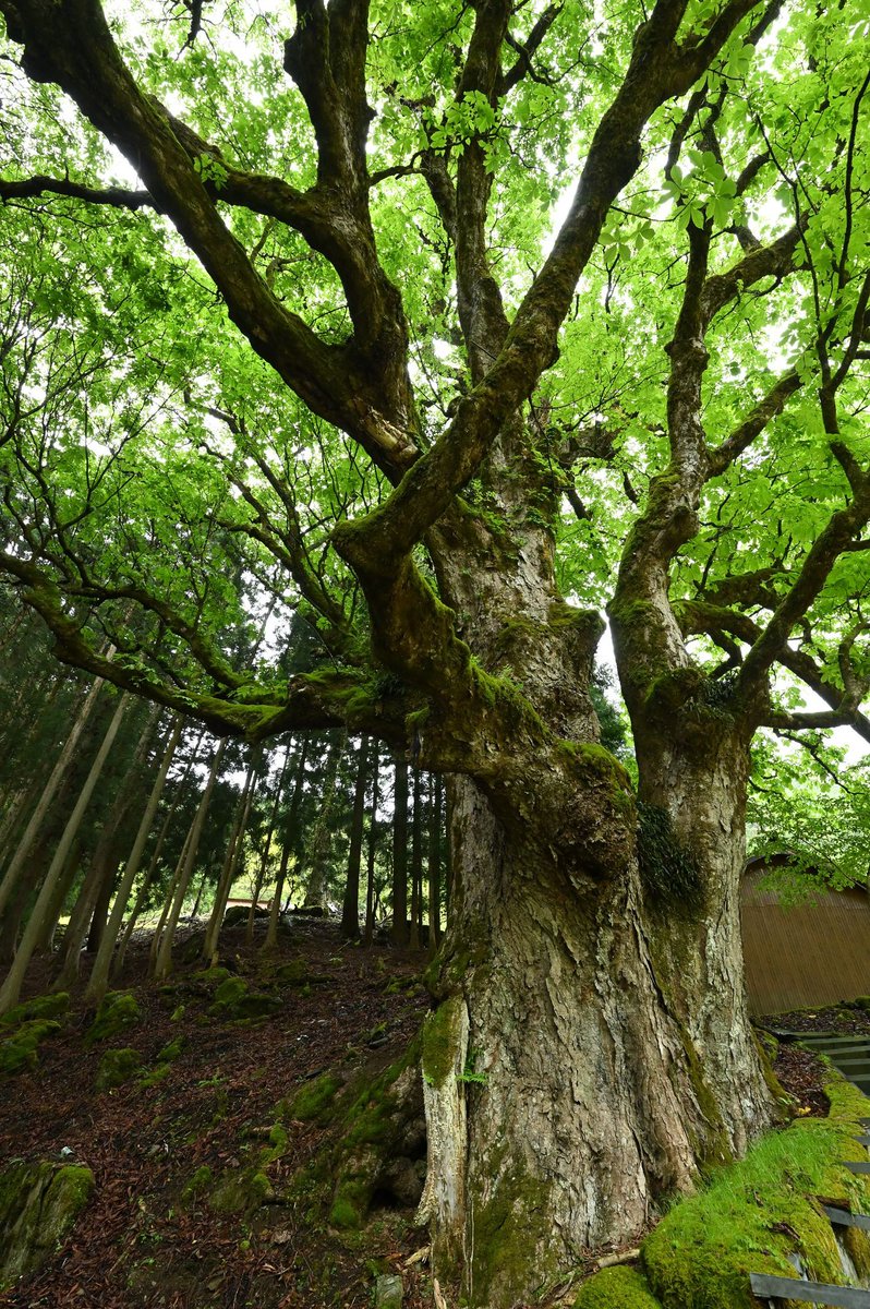 日本の巨木たち (@japan_kyoboku) / Posts / X
