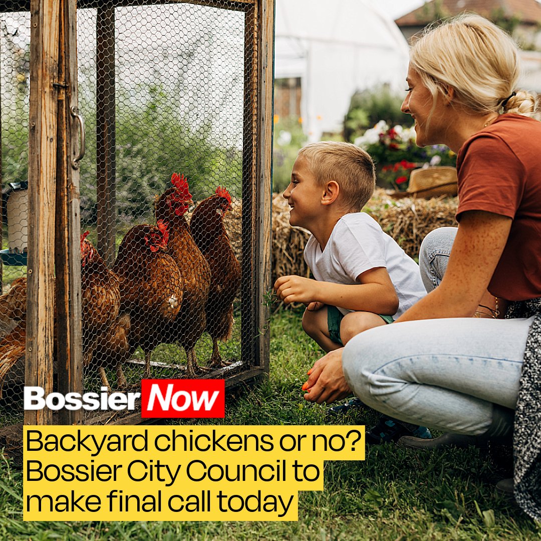 Backyard chickens or no? Bossier City Council to make final call today. This article appeared in the November 4, 2025, BossierNow morning email. We offer free and paid subscription plans.