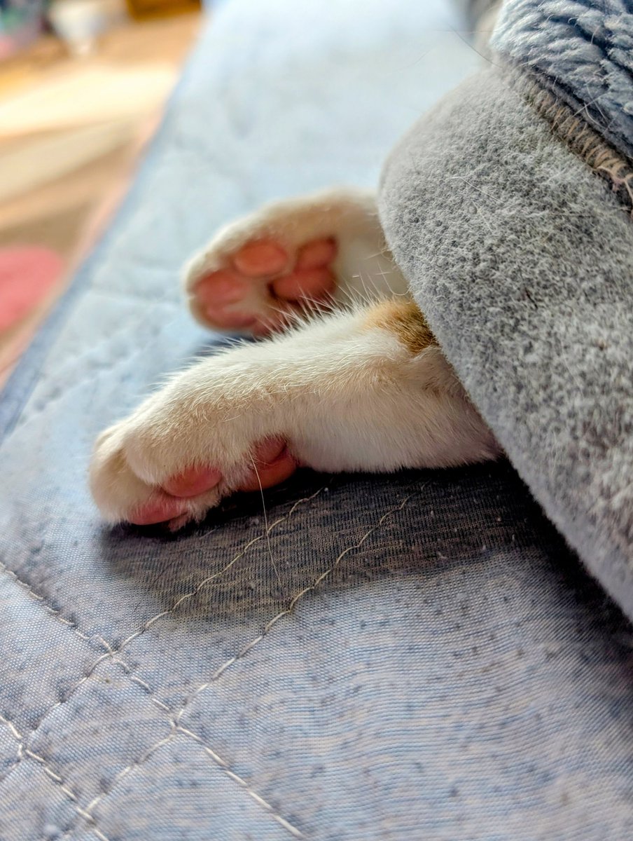 みやびクイズ。
これは手なのかい？足なのかいどっちなーんだいっ！！