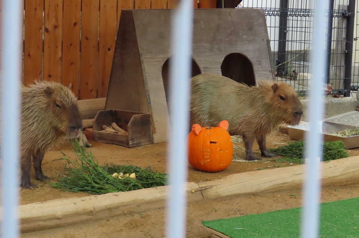 メロジョイ アニマルシリーズ ゆきこ カピバラ 子豚 現品販売