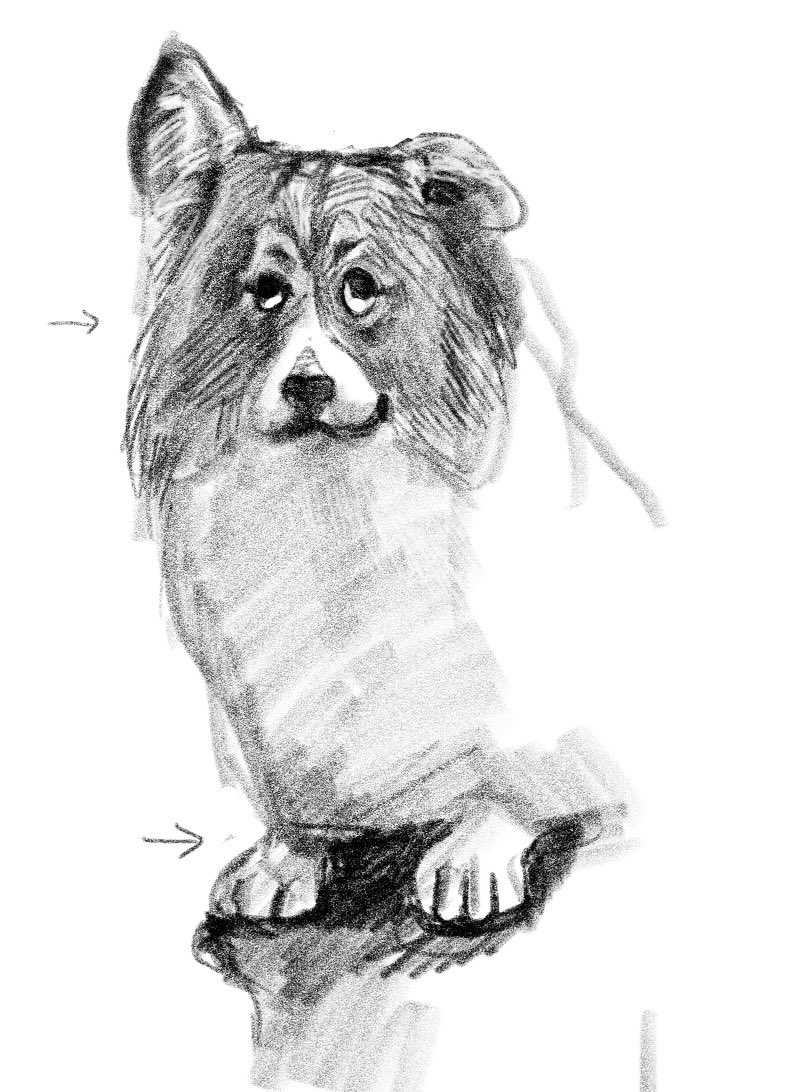 epic_inu_cawaii's tweet image. 白目犬ﾄﾞｩﾜｲｽｷ
#corgi #inu