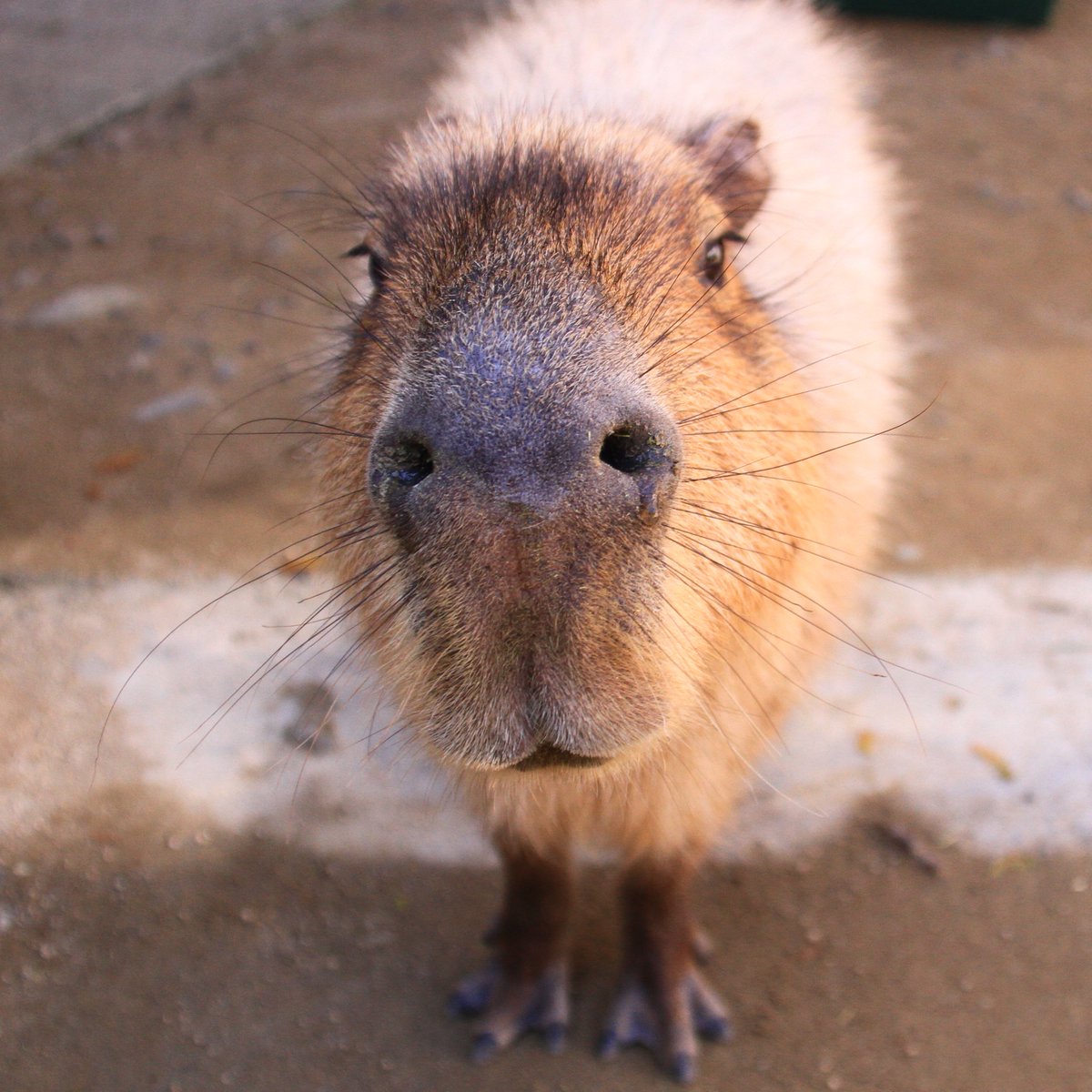 カピバラページ どりーむまっぷ_A_J on X