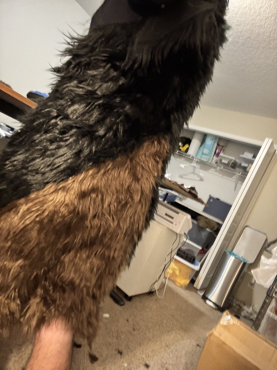 Gildryn the Golden Eagle 🦅 tweet media
