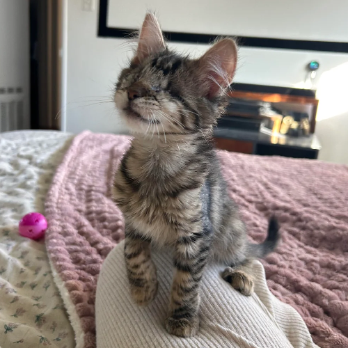 I have just found this cute blind cat on reddit with over 60k upvotes in the last 24 hours.

I think this is what the trenches need right now with the current market situation. 

Just Close your Eyes and Hold.

$AGNES

reddit.com/r/cats/comment…