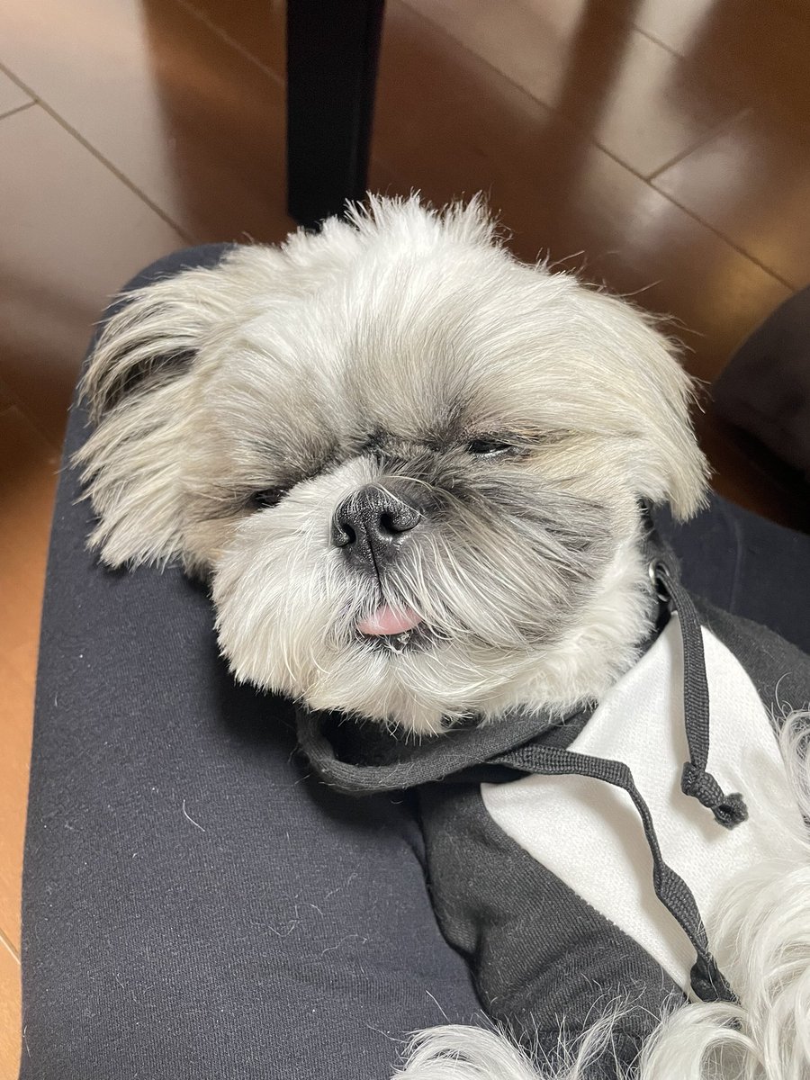 ひよりちゃん🐶🌸 (@hiyori__biyori) / Posts / X