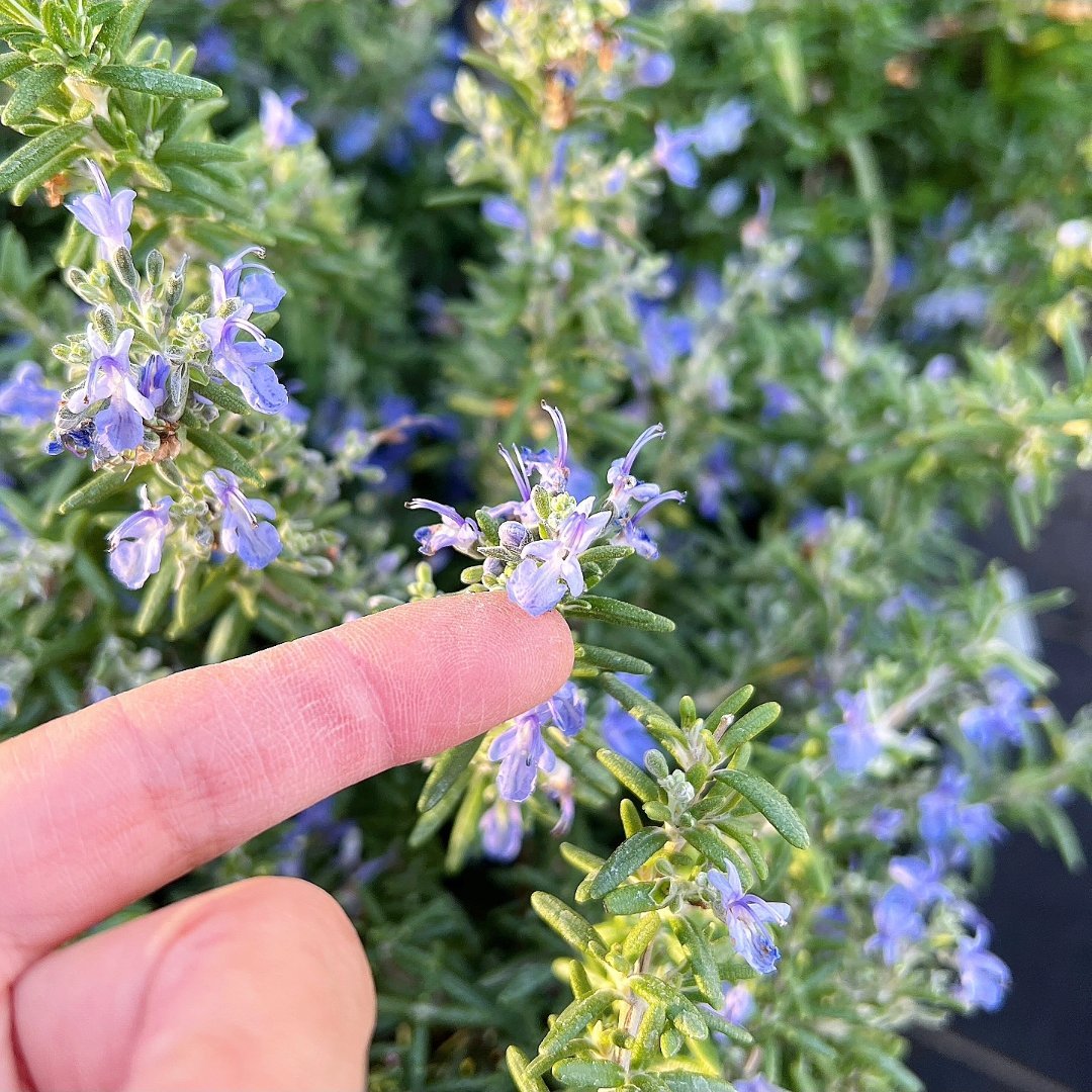 園芸ネット on X