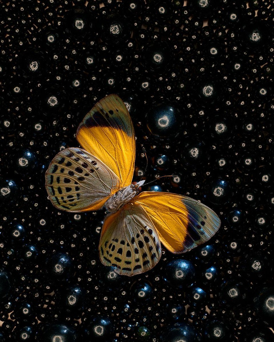 joeyterrill's tweet image. Cake decorating beads combined with a ring light creates an interesting background behind this spectacular butterfly from Peru.

Nikon Z 8 | Nikkor Z MC 105mm f/2.8 VR S | 1/13 sec @ f/11 @NikonUSA #NikonZ8 #NikkorZ #NikonPro #NikonAmbassador