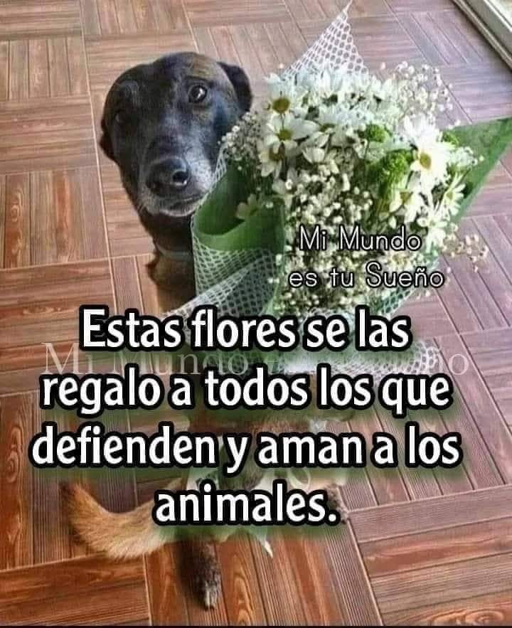 Buenos días Feliz martes ✨💖