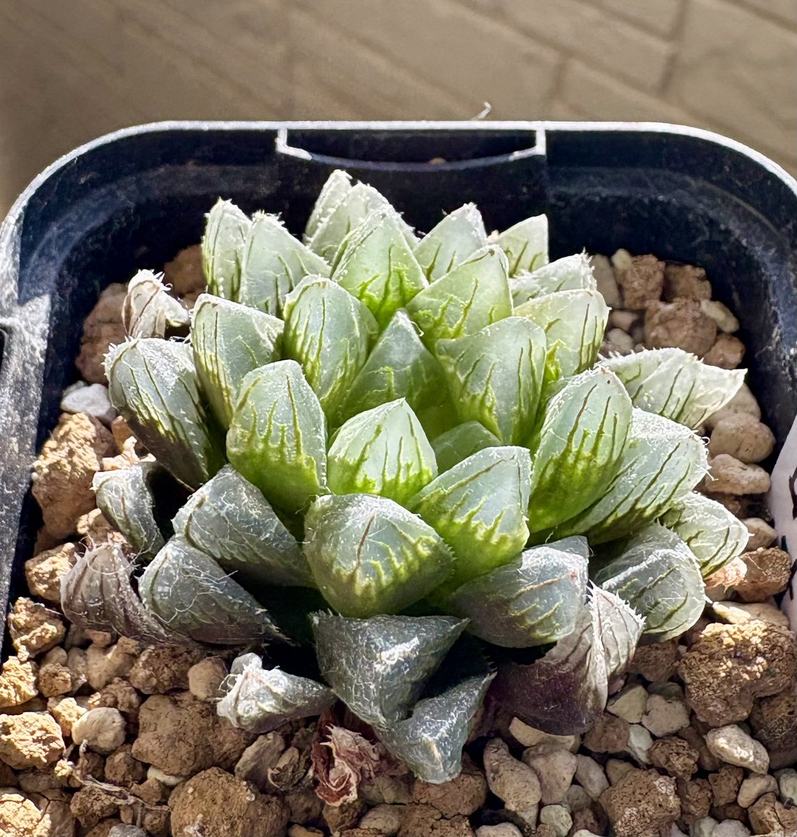 ふわふわkota32♡様 ソリダスター ふわふわkota32♡様 ソリダスター