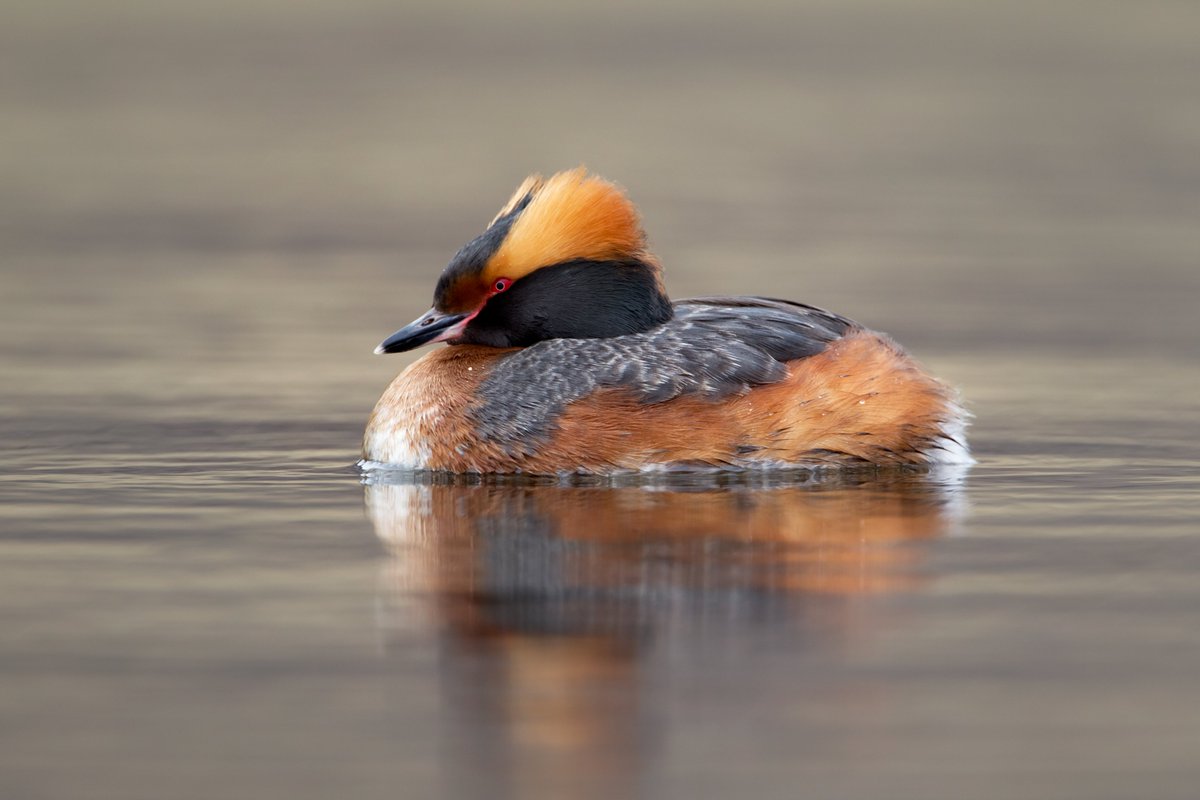 🪶 Rare birds are on the move in the UK! Hoopoes return, White-tailed Eagles soar, and Marsh Harriers thrive — while some northern species face serious declines. 

Discover the latest on Britain’s rare breeding birds: bird-watchers.com/rare-birds-uk-…

📸 Slavonian Grebe by Edmund Fellowes