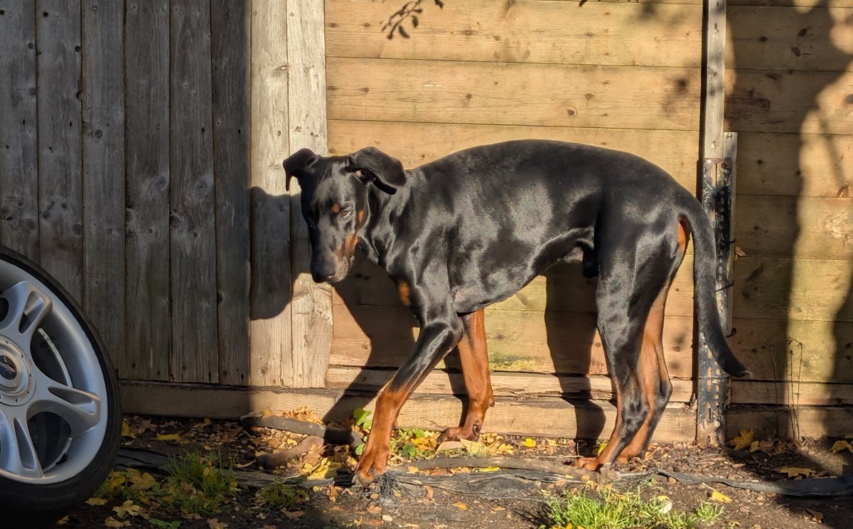 My boy loves a bit of sun 😎😎😎