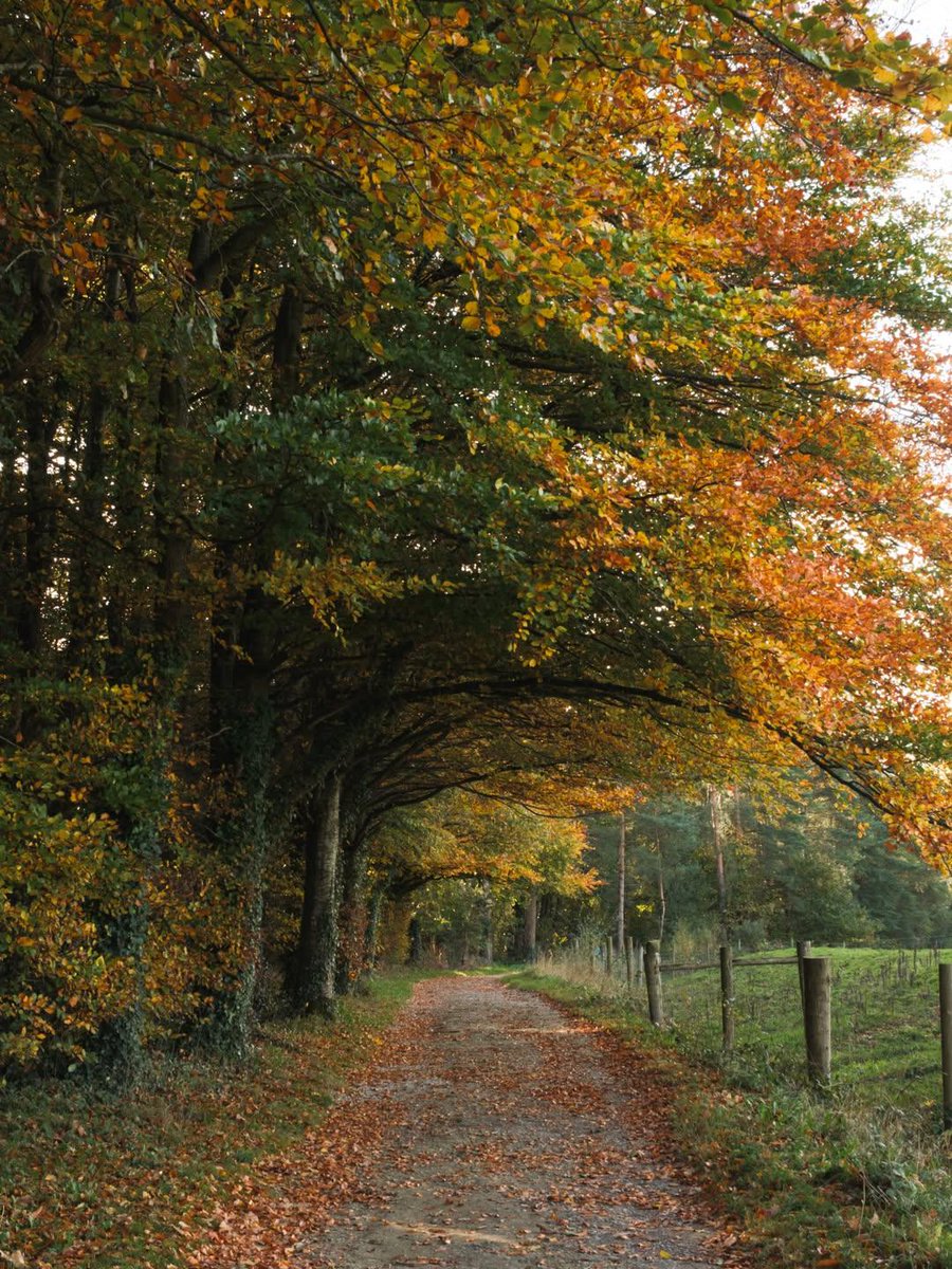 MariaCo54644105's tweet image. 🌼🍂🍁🍄🌾🧡🟧🟠