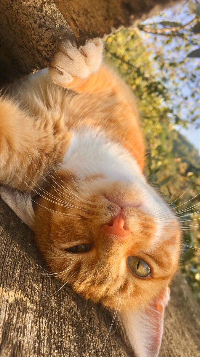 çekimi sana ait bir kedi fotoğrafı bırak📸