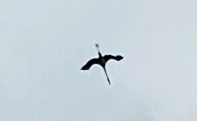 UPDATE
A photo of Frankie high up in the sky taken by Andy Curnow on Sunday. See the long neck, her clipped wing shape &amp; long legs behind. This may help you if you see her flying over.
If poss take photos which you can send in with location.
Thank you all x
Photo by Andy Curnow