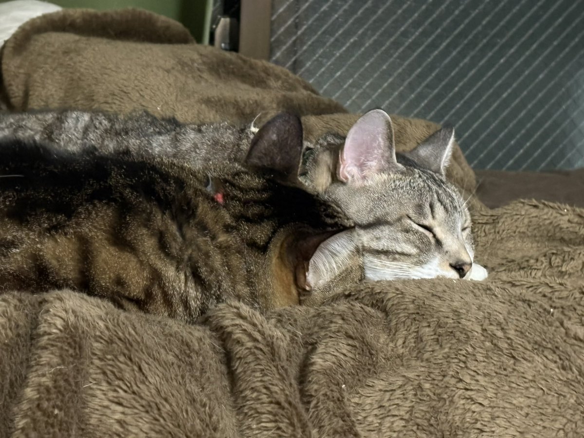 くぅちゃん (@kuuchanpunipuni) / Posts / X