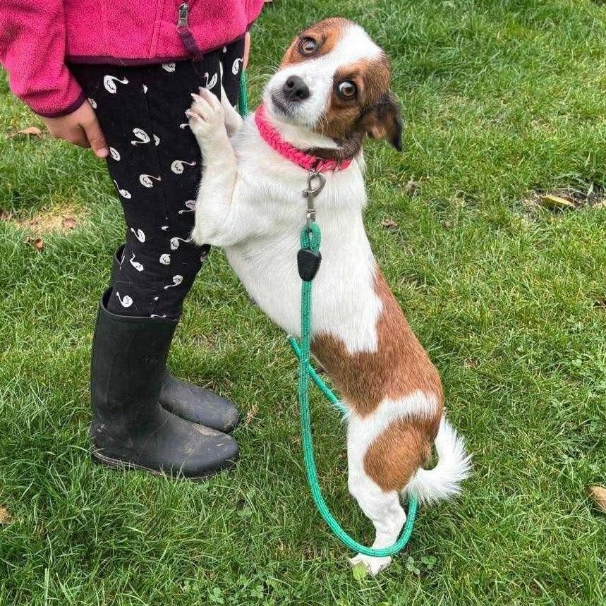 rescuedoggypaws's tweet image. This is EMBER
She has some sad news - her adoption application fell through so she is
AVAILABLE TO ADOPT
Ember was found abandoned, running through traffic, she is so tiny she wouldn’t have survived long
amiciidogrescue.org.uk/adopt-a-dog?
#Worcestershire #Worcester #Pershore #BirminghamUK