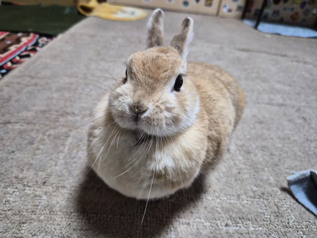 ゴンちゃん、またね