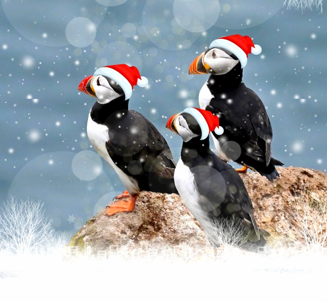 Christmas is coming!🌲🎅 
  If you're looking for a special present for a nature lover in your life, I have exclusive books, calendars, mounted prints, jigsaw puzzles, playing cards &amp; more! 😀🐦
 Here's my shop;
carlbovis.com/shop-3
 Help a small business this
Christmas! 🙏❤️