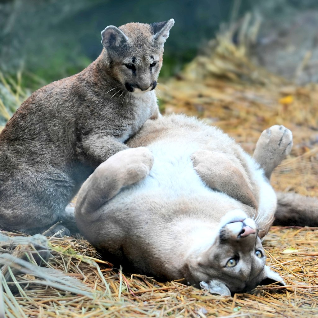ねぇねぇ起きて遊んでよ
#ピューマ #ZOOMO
#盛岡市動物公園ZOOMO