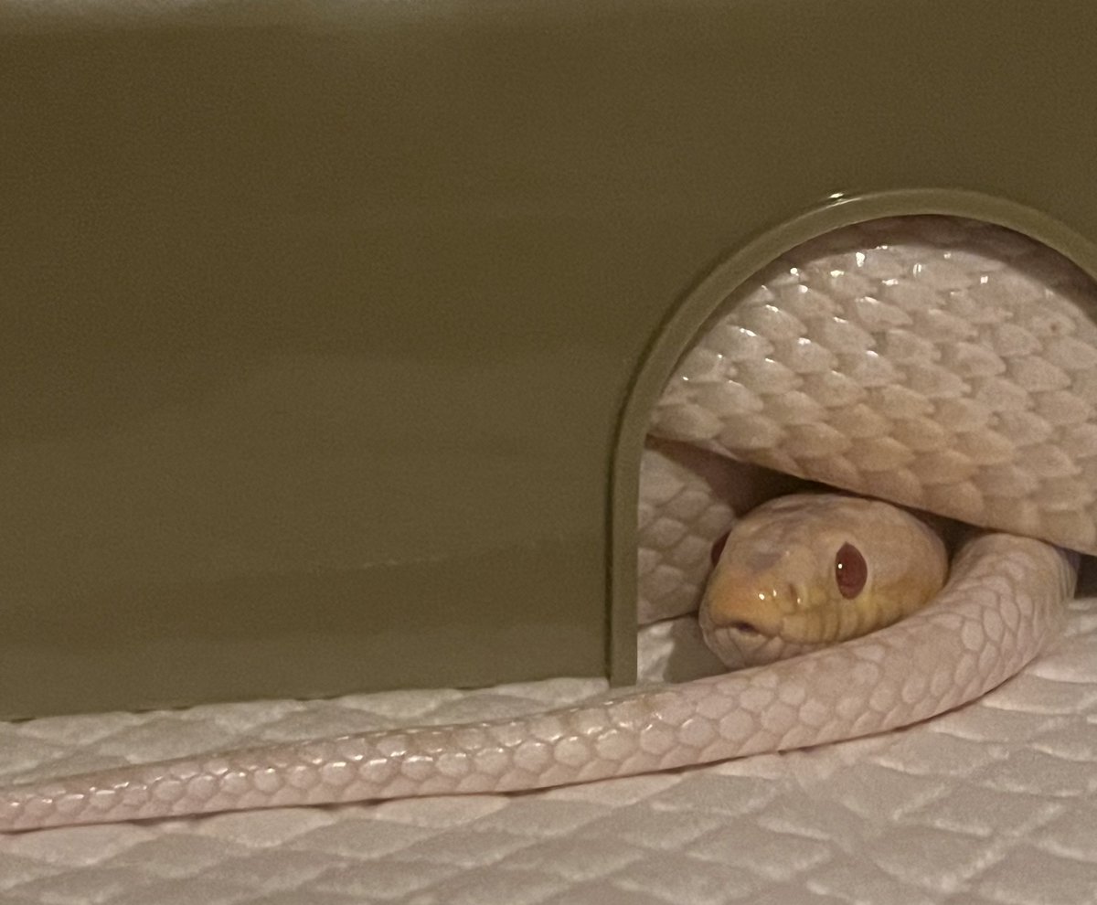 Saaasacute's tweet photo. 머리몸통꼬리가 한 섹션에 있는 뱀을 사랑함 https://t.co/UnMA2dOzBB