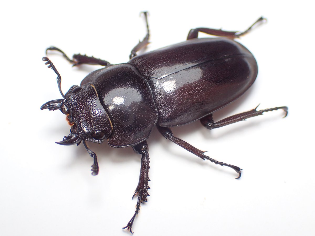 ピグミー族　タパ ピグミー族のタパを展示する『タパ－坂田和實が見つけた94枚－』 をB