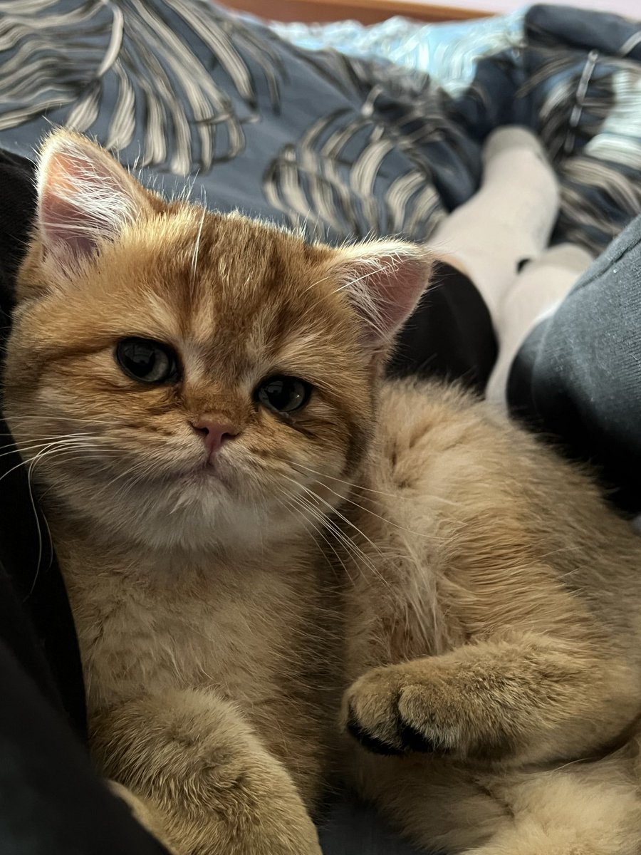 LickAMV's tweet image. Bienvenue à Chouquette, ma petite boule de poils de 3 mois et demi, qui rejoint ma vie 🐾🐈 C’est déjà la plus mignonne au monde 🦦