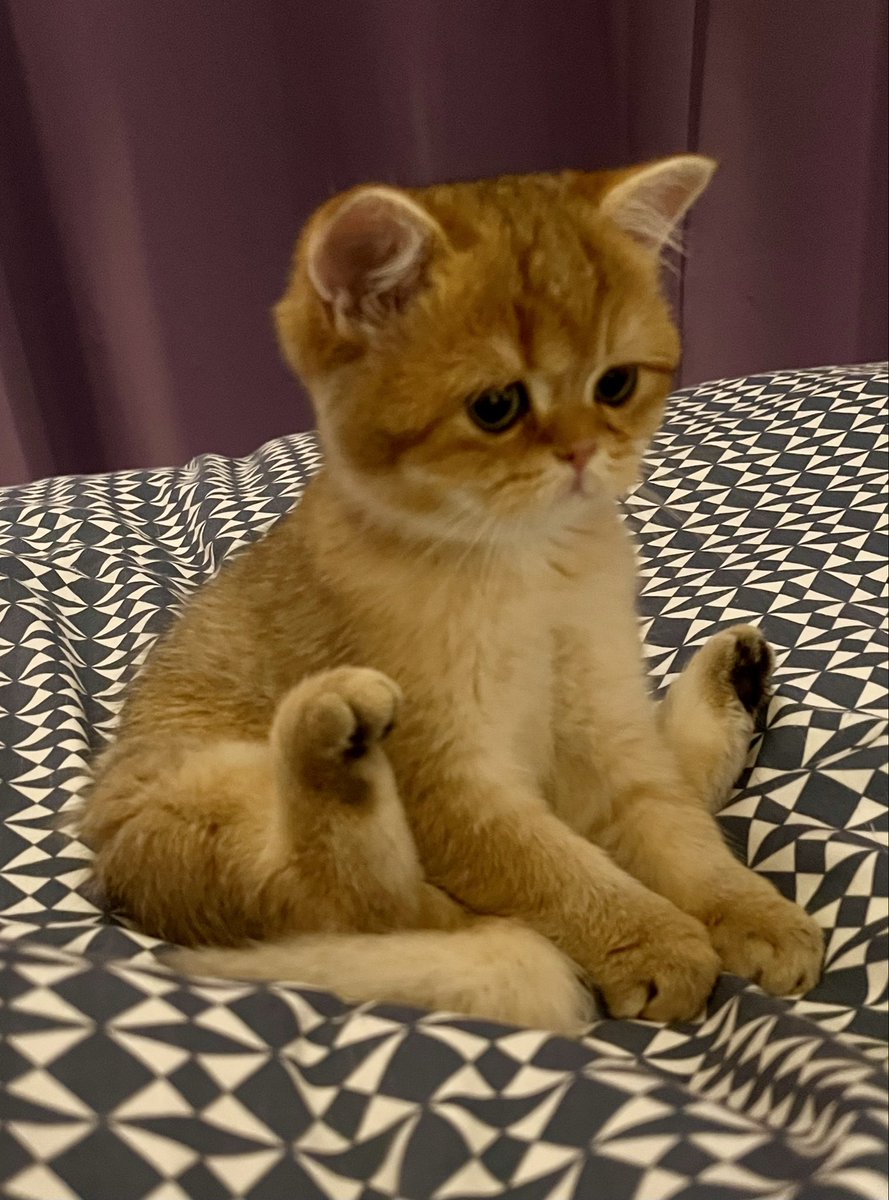 LickAMV's tweet image. Bienvenue à Chouquette, ma petite boule de poils de 3 mois et demi, qui rejoint ma vie 🐾🐈 C’est déjà la plus mignonne au monde 🦦