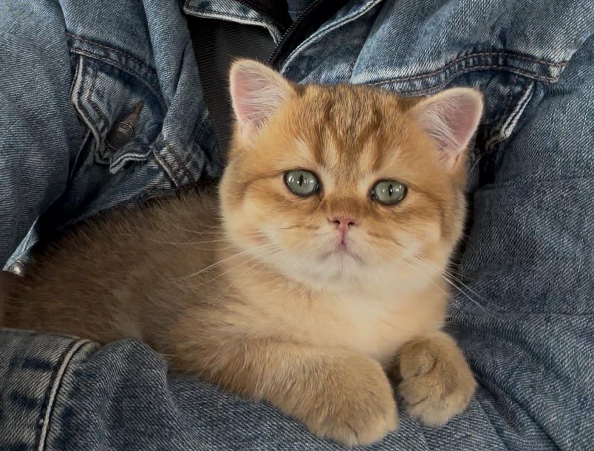 LickAMV's tweet image. Bienvenue à Chouquette, ma petite boule de poils de 3 mois et demi, qui rejoint ma vie 🐾🐈 C’est déjà la plus mignonne au monde 🦦
