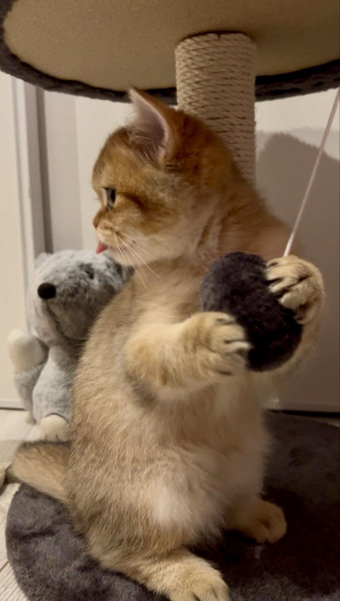 LickAMV's tweet image. Bienvenue à Chouquette, ma petite boule de poils de 3 mois et demi, qui rejoint ma vie 🐾🐈 C’est déjà la plus mignonne au monde 🦦