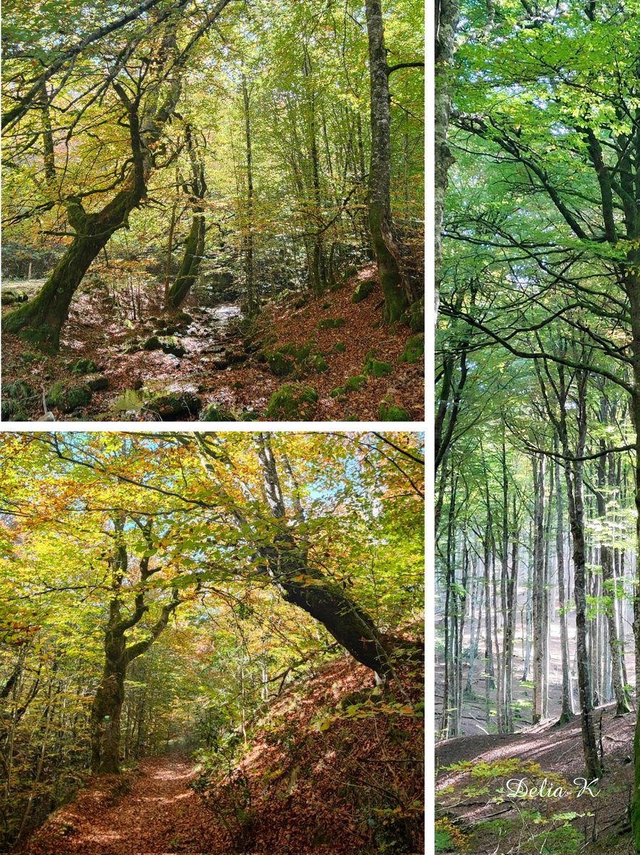 delia_kotrika's tweet photo. #Basoak 🌳🌿🌲 #Bosques
#IratikoOihana #SelvaDeIrati
#Nafarroa #Navarra 🍁🍃🍂 https://t.co/lM08pGgqos