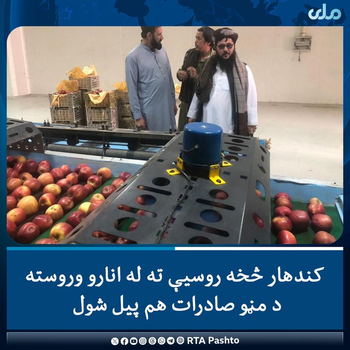 وروسته له انارو څخه روسیې هېواد ته د مڼو صادرات پيلیدل یو ښه او مثمر ګام دی.
په دې سره به افغان بڼوال د خپلو میوو لپاره د خرڅلاو نوی او ښه مارکیټ ومومي.
صادارات سیب بعد از انار به کشور روسیه گام مثمر و خوب است.
با این اقدام باغداران ما برای میوهای خود مارکیت خوبی را خواهد یافتند.