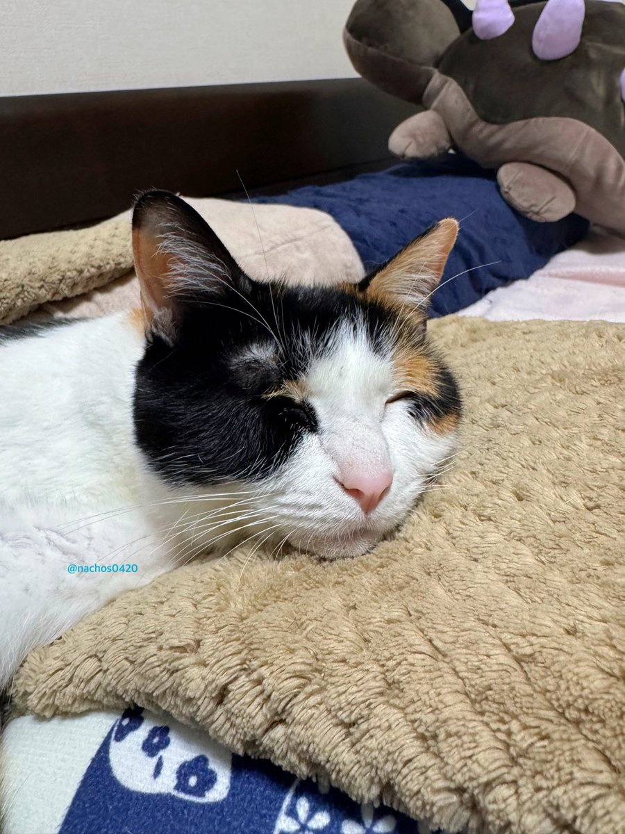 ナツ👕🌼スイ💎✨ (@nachos0420) / Posts / X