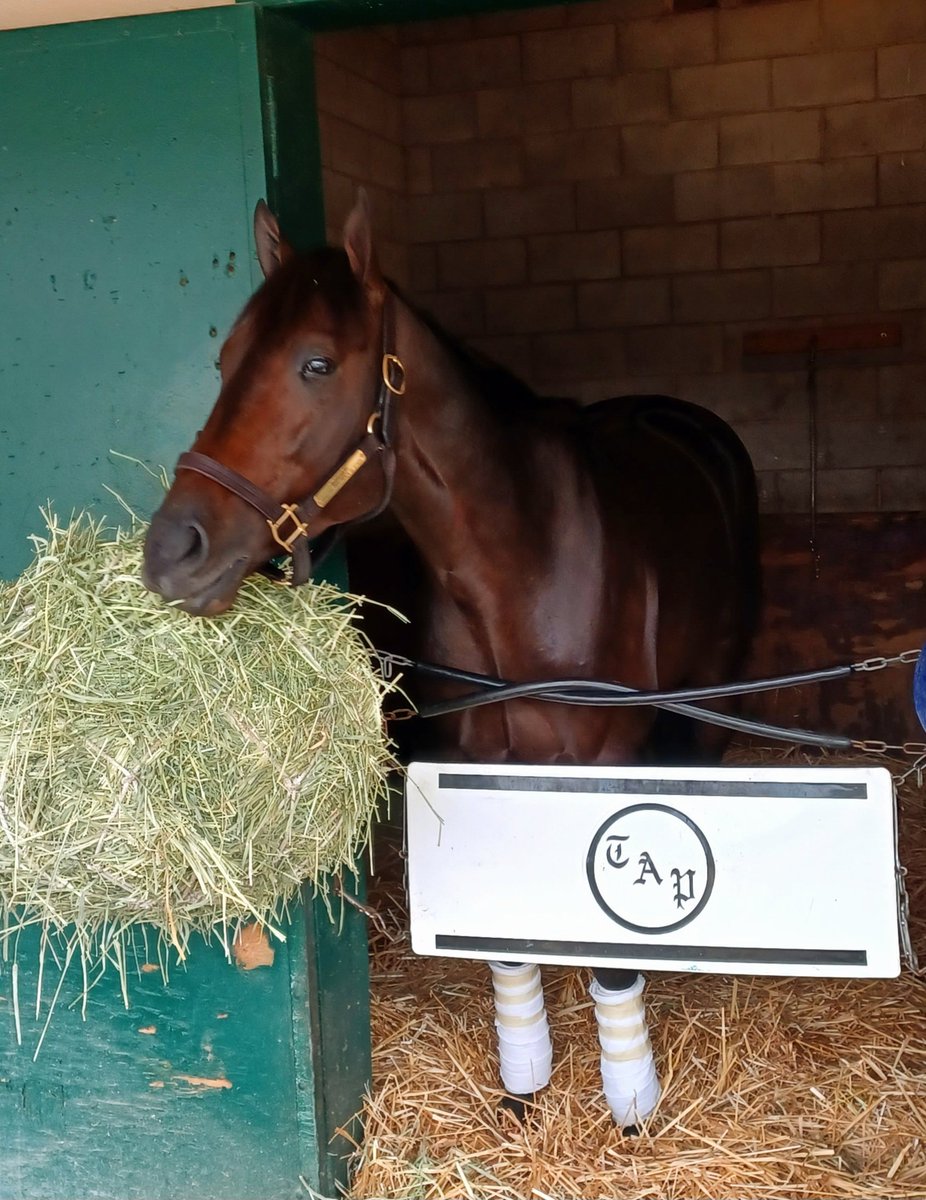 campbellparlay's tweet photo. @WalkerHancock @RepoleStable @claibornefarm @Westbloodstock Occupying Stall 1 ... nod to history... a few @BreedersCup shots ... will watch with much interest #Mindframe ... https://t.co/op0WRDfhBd