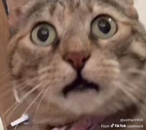 HunterBugOnTwit's tweet image. Why’s almost everyone getting pregnant? What in the gods is going on?