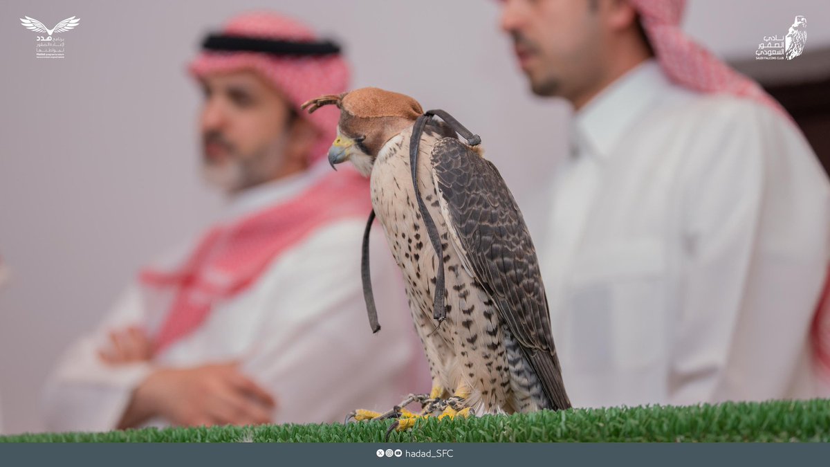 برنامج هدد | Hadad Program tweet media