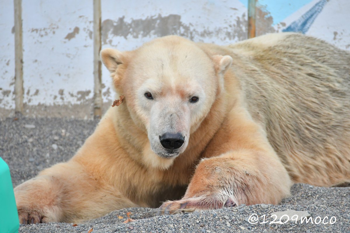 1209moco's tweet image. 去年の今日は大好きなキロルに会っていました🥹
そんなことを考えていたら、マルルの発表があり…
いろいろ思うところはありますが、マルルがこの先もずっと楽しく幸せに過ごせますようにと願うばかりです😌
（20241104 釧路）

#ホッキョクグマ
#polarbear
#釧路市動物園
#kushirozoo
#キロル