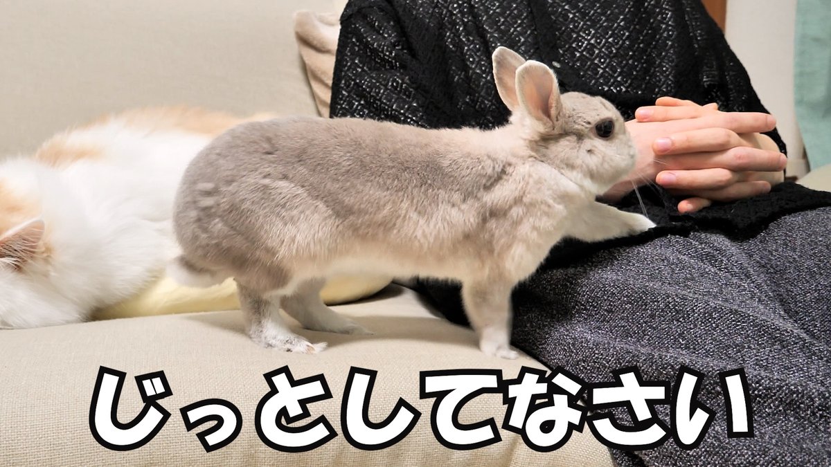 みんなでソファで団らん中、何度も席を立とうとする飼い主を制止する