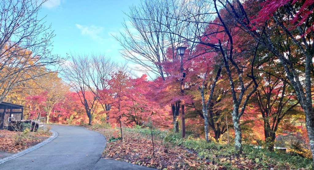 園内の紅葉もおすすめ🍁
#ZOOMO #盛岡市動物公園