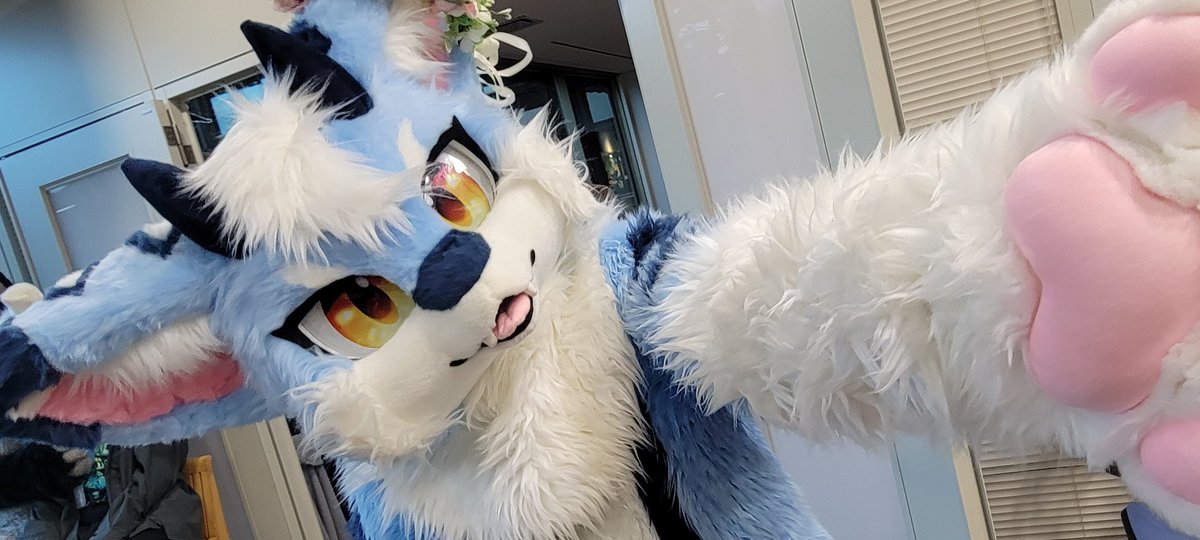 イカさん🐱(ケモノ愛好家) tweet media