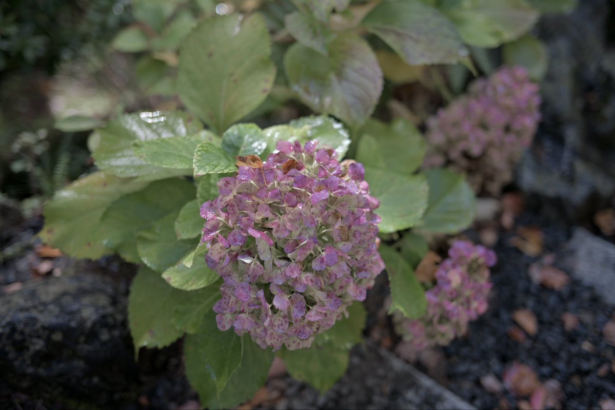 SpringCamellia's tweet image. Nikon ZR
NIKKOR Z 40mm f/2
CineBias＿RED

#カメラ好きな人と繋がりたい
#写真好きな人と繋がりたい
#写真初心者
#snapshot
#Nikon