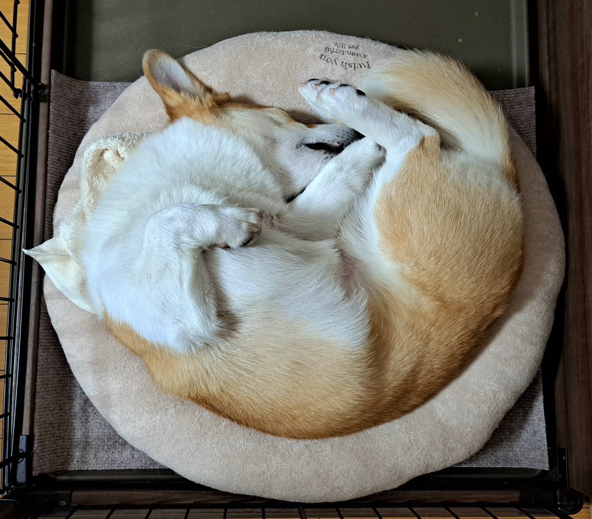 コジとしんのかぁしゃん(kazu) on X