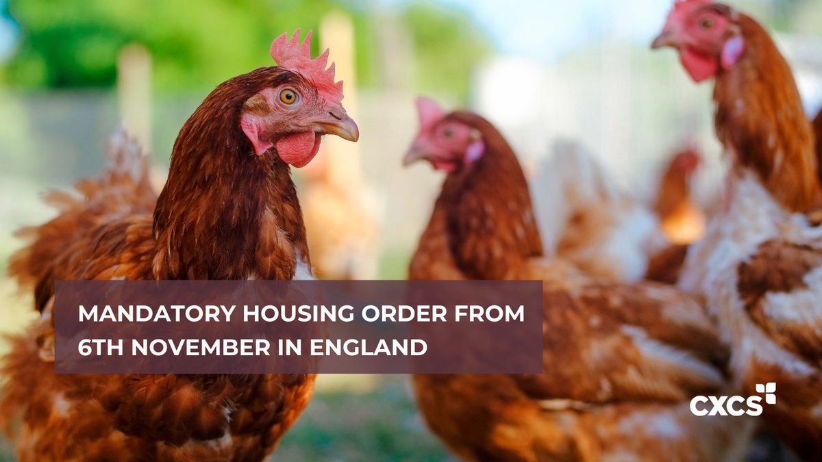 CXCSltd's tweet image. 🚨 From 6th November 2025, all poultry &amp;amp; captive birds in England must be housed to stop bird flu spreading.
All keepers must follow strict biosecurity measures.
More info 👇 gov.uk/government/new…

#AvianInfluenza #BirdFlu