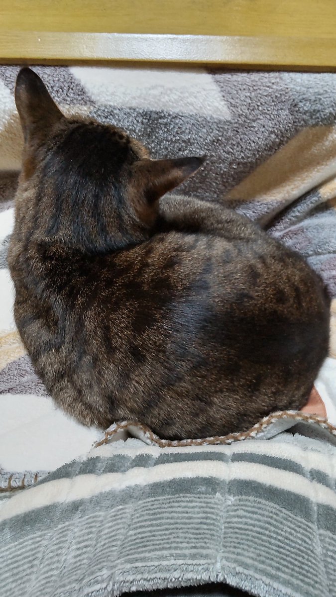 きじとら@nyan (@kigitorakun) / Posts / X