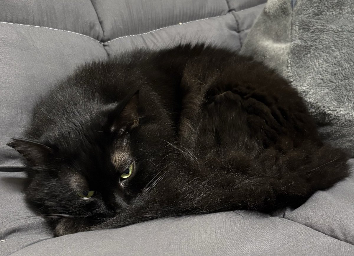 黒猫クロノ@mipo on X