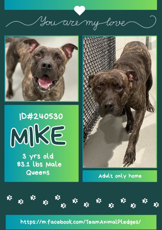 NMBewitched's tweet photo. Mike😍
#NewDogontheBlock
https://t.co/DJxpCQ9Z3Z
#AdoptMe
83.1lbs of #BrindleMagic
Prefers slow intros, will size you up; if your heart is pure he will be a devoted friend
Pulls hard on the leash to start, gotta go, gotta go
Mike would like a home that balances activity w/ relaxing. He loves 🥎 & big couches
