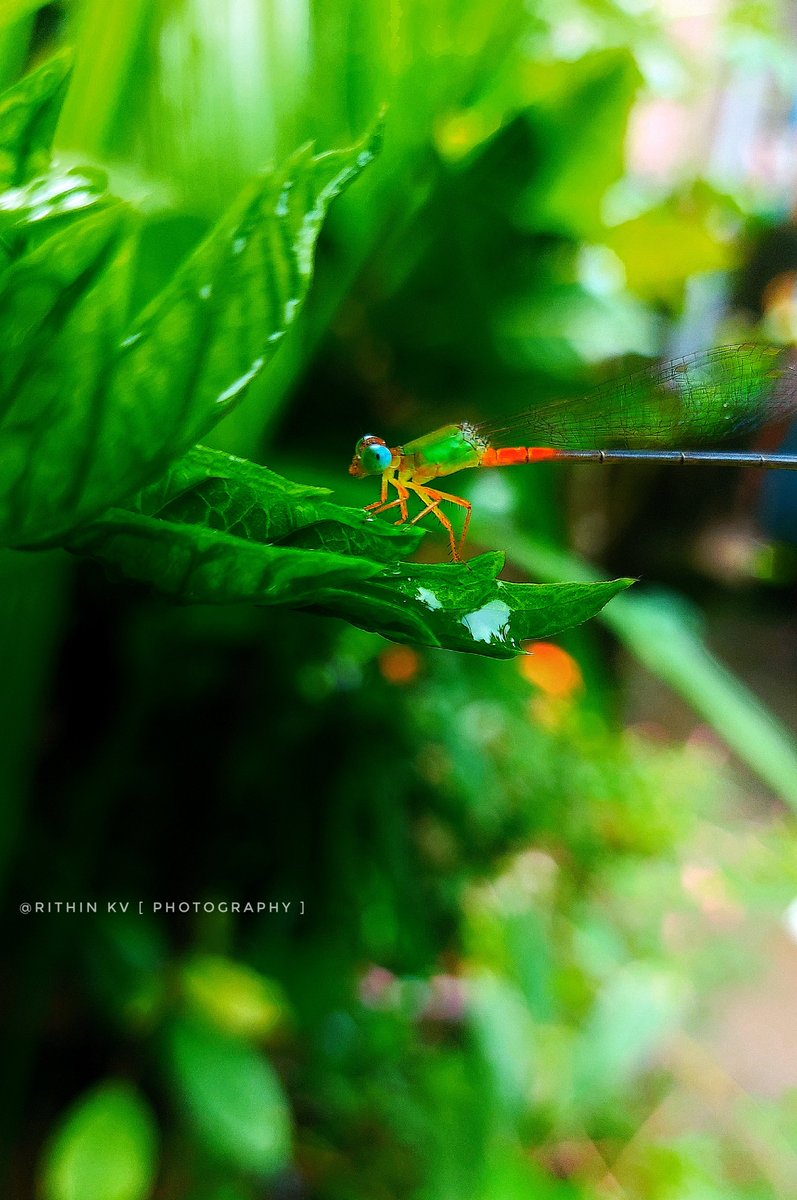 Iam_RITHIN_KV's tweet image. At the edge of a leaf lies a tiny world every droplet reflecting a fragment of life.

#NaturePhotography | #MacroMagic