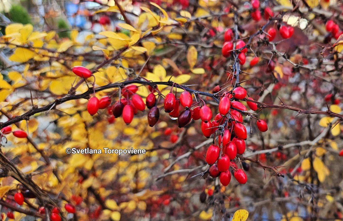 LanaToro21's tweet image. #Photobyme 📷 #Todayshots
#MyThoughts 

❤️ Try to hear what&apos;s important.
❤️ Understand the essentials.
❤️ Forget the unnecessary.
❤️ It&apos;s so little and yet so much!