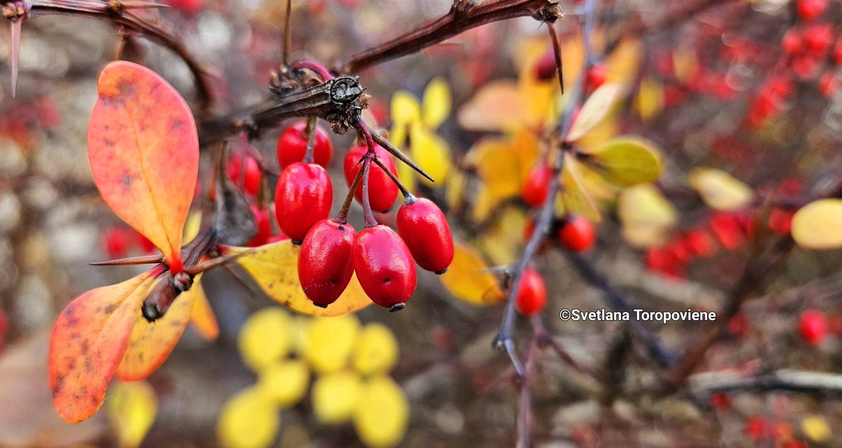 LanaToro21's tweet image. #Photobyme 📷 #Todayshots
#MyThoughts 

❤️ Try to hear what&apos;s important.
❤️ Understand the essentials.
❤️ Forget the unnecessary.
❤️ It&apos;s so little and yet so much!